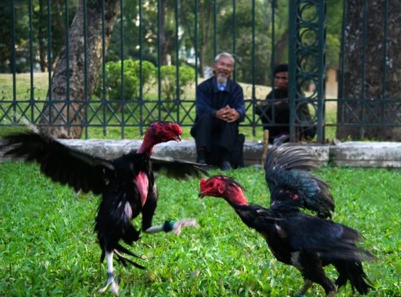 Trường hợp chiến kê không đá, không cắn xác định thua  