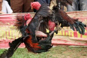 Đá Gà tại Nhà cái San vip