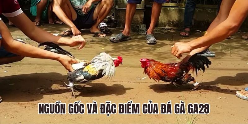 Đá gà cựa dao với móng vuốt sắc bén, độ sát thương cao 